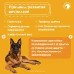 Что такое дисплазия?
