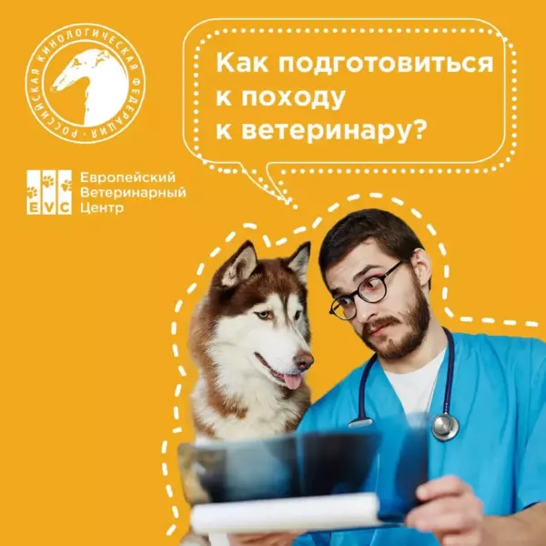 Как подготовиться к походу к ветеринару?