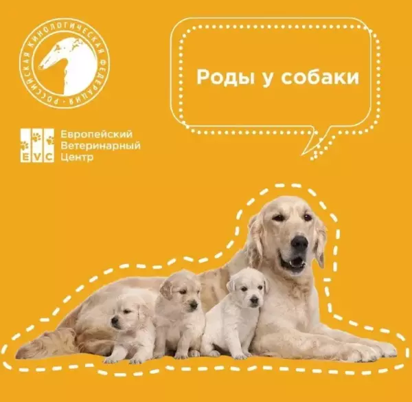Роды у собаки