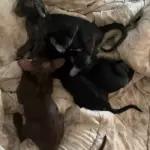 Наблюдение котят