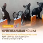 Наблюдение котят