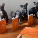 Наблюдение котят