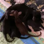 Наблюдение котят