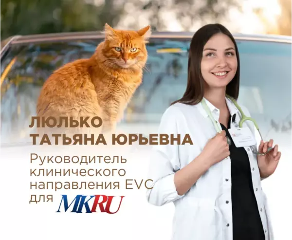 Почему нельзя гладить бездомных кошек