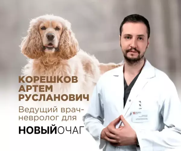 Как распознать инсульт у собаки