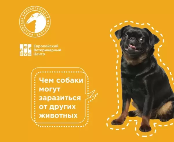 Чем собаки могут заразиться от других животных