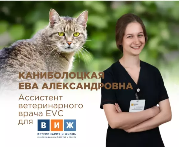 Обработка от эктопаразитов
