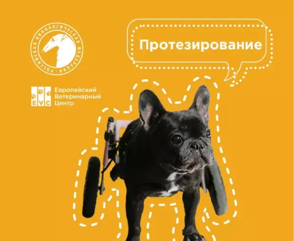 Протезирование конечностей у собак