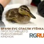 Врачи EVC спасли дикого утёнка, проглотившего рыболовный крючок