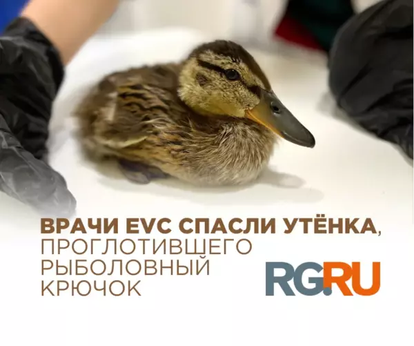 Врачи EVC спасли дикого утёнка, проглотившего рыболовный крючок