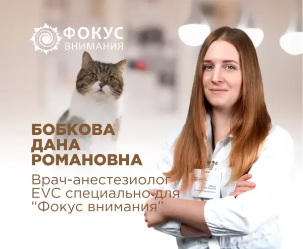 7 признаков того, что ваша кошка заболела