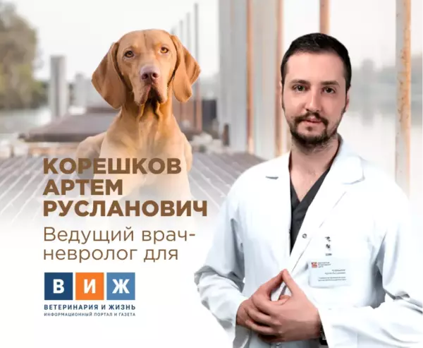 Причины отказа задних лап у питомца
