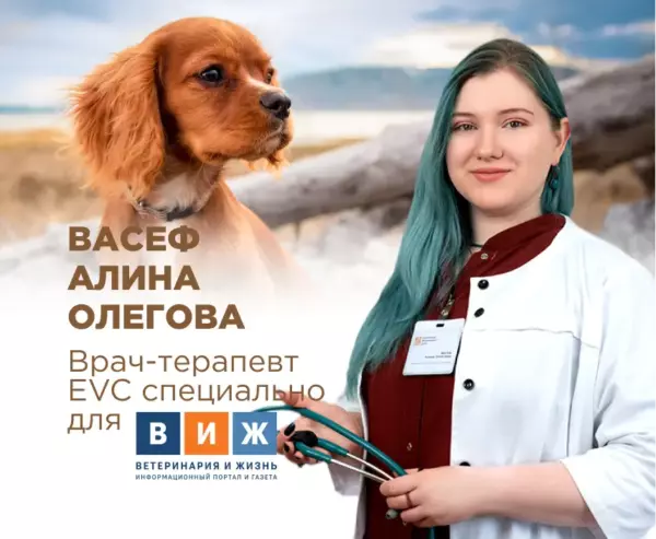 Что взять с собой на прием к ветеринару?