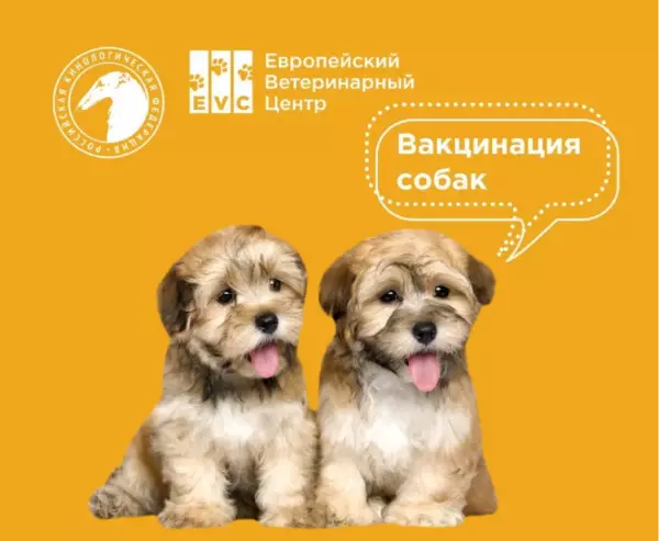 Что нужно знать о вакцинации собак