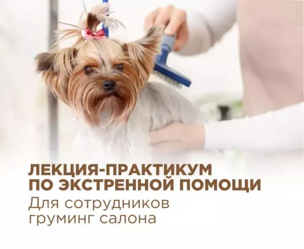 Лекция-практикум по экстренной помощи животным
