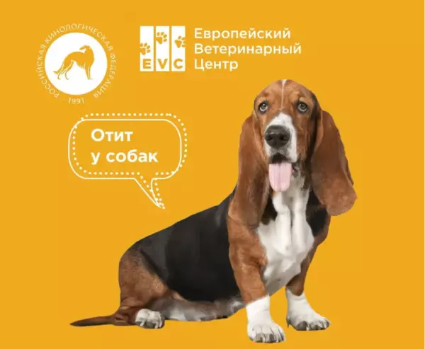 Отит у собак