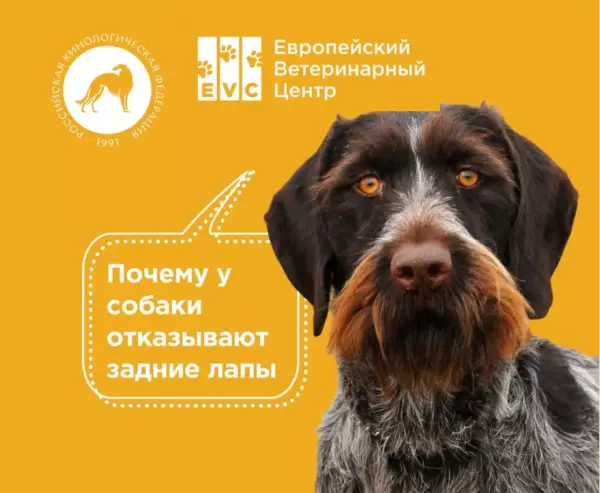 Отказ задних лап у собак