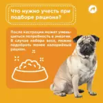 Сбалансированное питание питомца