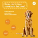 Обморожение у собак