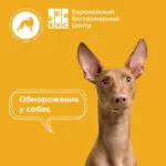 Обморожение у собак