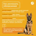 Обморожение у собак