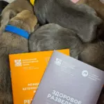 В Центре репродукции и неонатологии EVC родились восемь щенят Американского булли