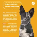Онкология у собак
