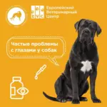 Частые проблемы с глазами у собак