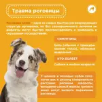 Частые проблемы с глазами у собак