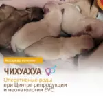 Чихуахуа родила 6 здоровых щенят