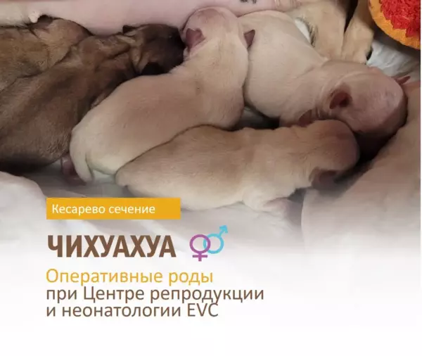 Чихуахуа родила 6 здоровых щенят