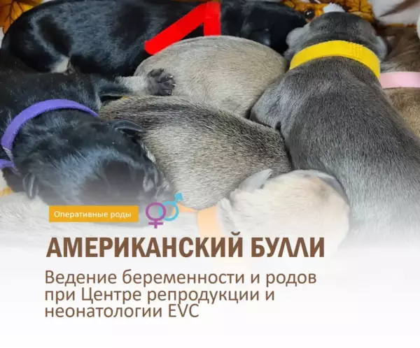 В Центре репродукции и неонатологии EVC родились восемь щенят Американского булли