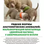 Редкие формы анатомических аномалий у собак