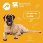 Онкология у собак