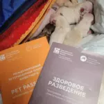 Чихуахуа родила 6 здоровых щенят