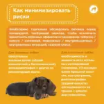 Мифы о наркозе для собак