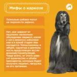 Мифы о наркозе для собак