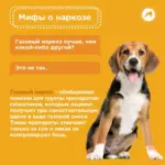 Мифы о наркозе для собак