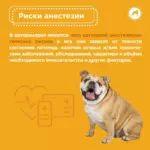 Мифы о наркозе для собак