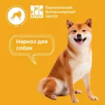 Мифы о наркозе для собак