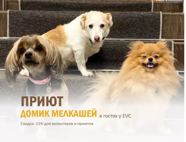 Гости нашего центра                                          приют «Домик мелкашей»