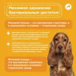 Бактериальный цистит у собак