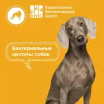 Бактериальный цистит у собак