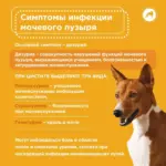 Бактериальный цистит у собак