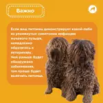 Бактериальный цистит у собак