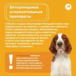 Ветеринарная аптечка в отпуск с собакой