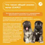 Все об общем анализе мочи у собак 
