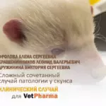 Сложный сочетанный случай патологии у скунса
