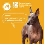 Топ-5 дерматологических проблем у собак