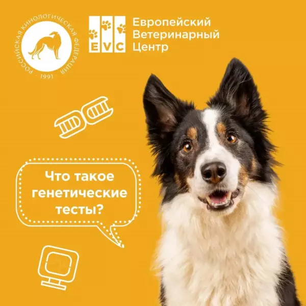 Генетические тесты для собак